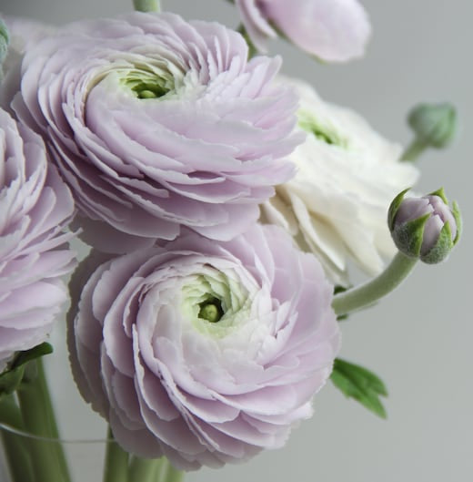 Fleur Renoncule Real Touch en Porcelaine Froide Sculptée à la Main - 28 cm