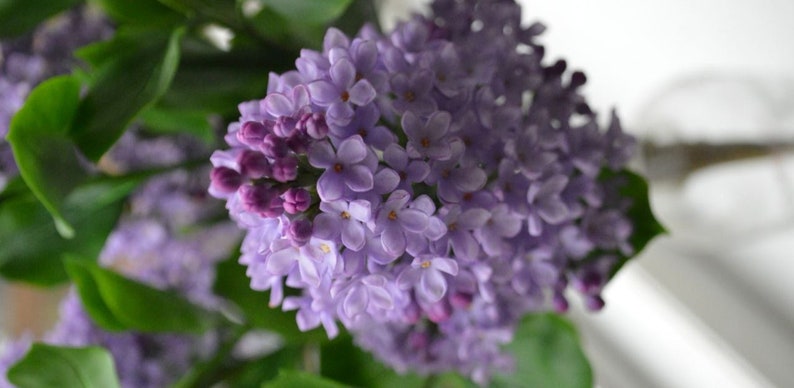 Branche de lilas en pâte polymère 25-30 cm, fleurs artisanales