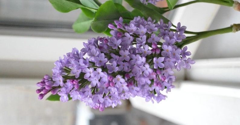 Branche de lilas en pâte polymère 25-30 cm, fleurs artisanales