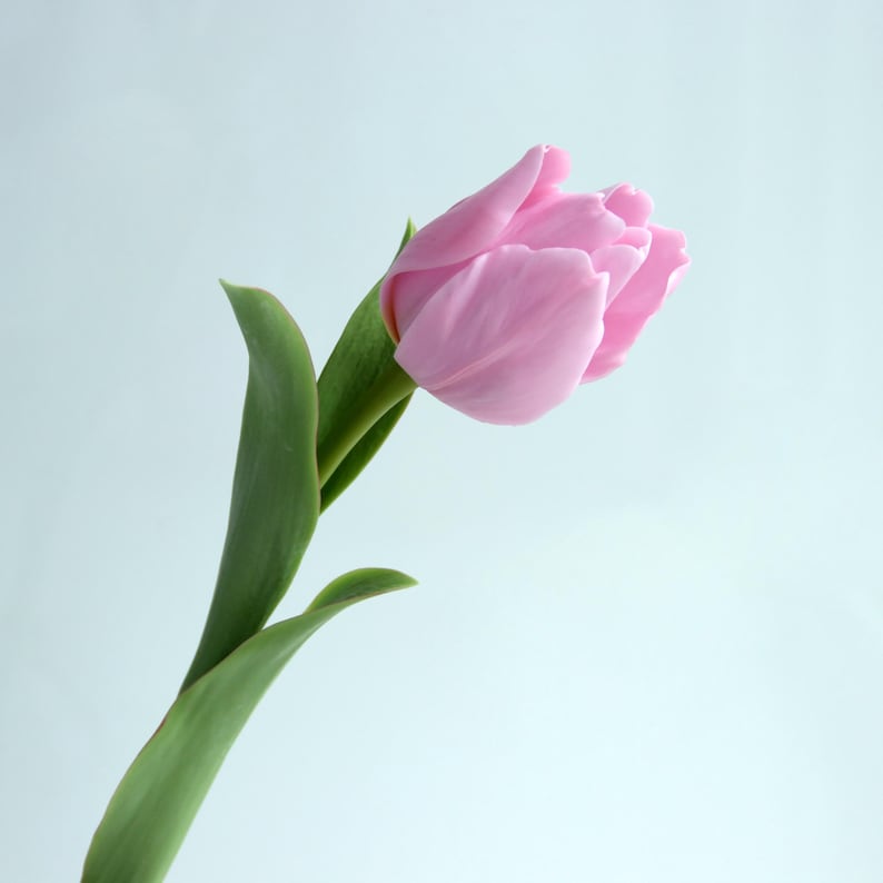 Tulipe artificielle en porcelaine froide 40 cm, fleur réaliste faite à la main
