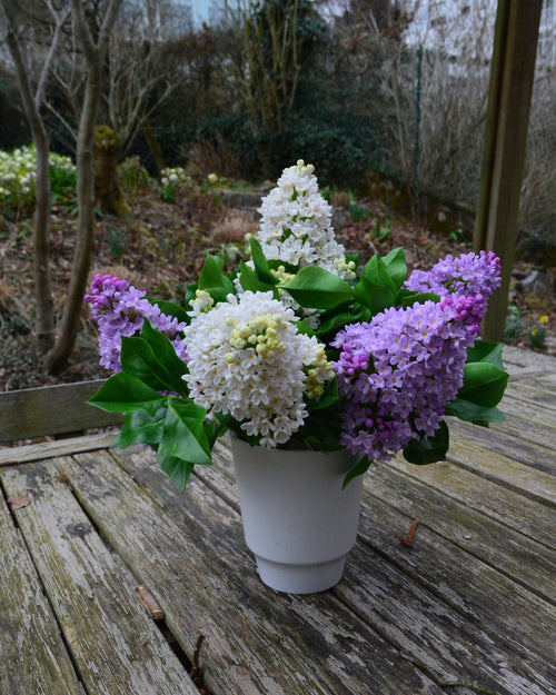 6 Branches Bouquet de Lilas en Porcelaine Froide, Lilas et Blanc, Fait Main