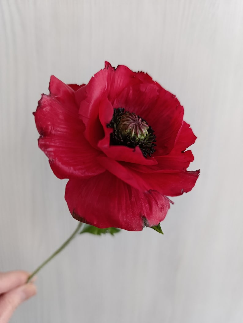 Coquelicot rouge en porcelaine froide, fleur réaliste en pâte polymère, décoration intérieure, 8 cm de diamètre, 25 cm de hauteur