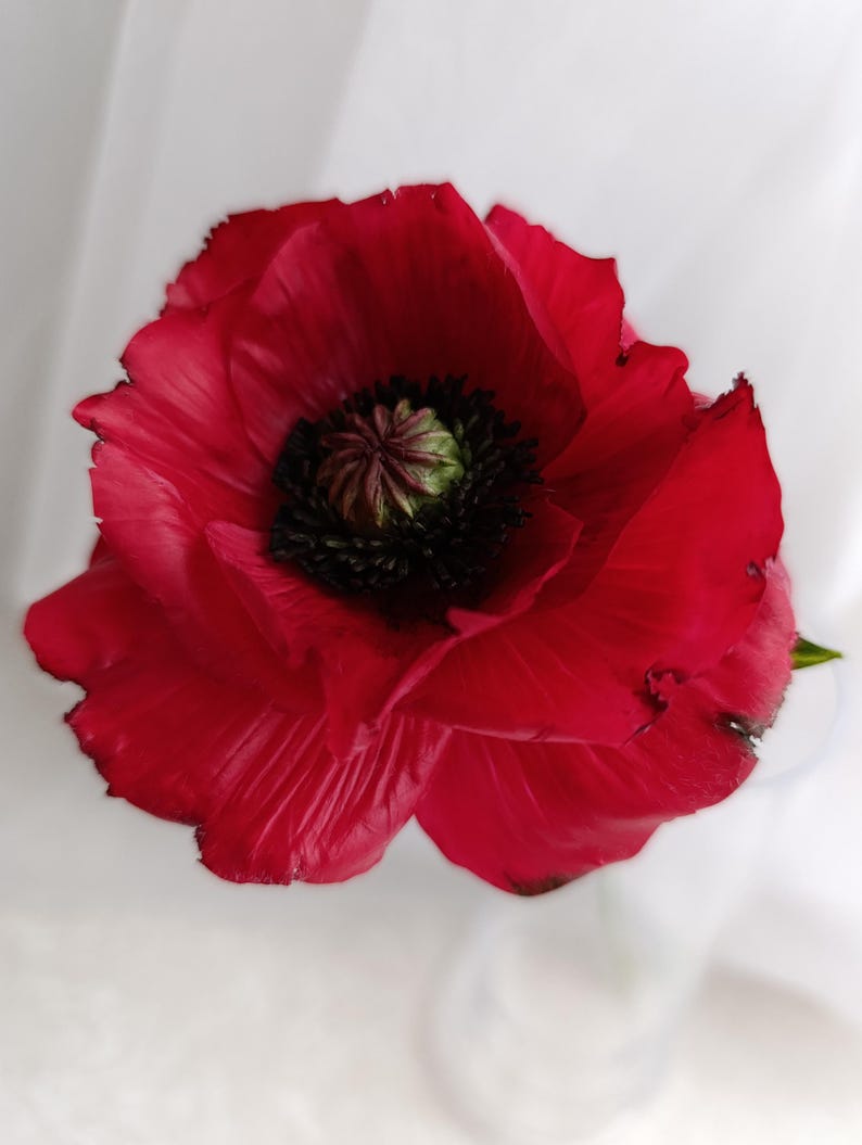 Coquelicot rouge en porcelaine froide, fleur réaliste en pâte polymère, décoration intérieure, 8 cm de diamètre, 25 cm de hauteur