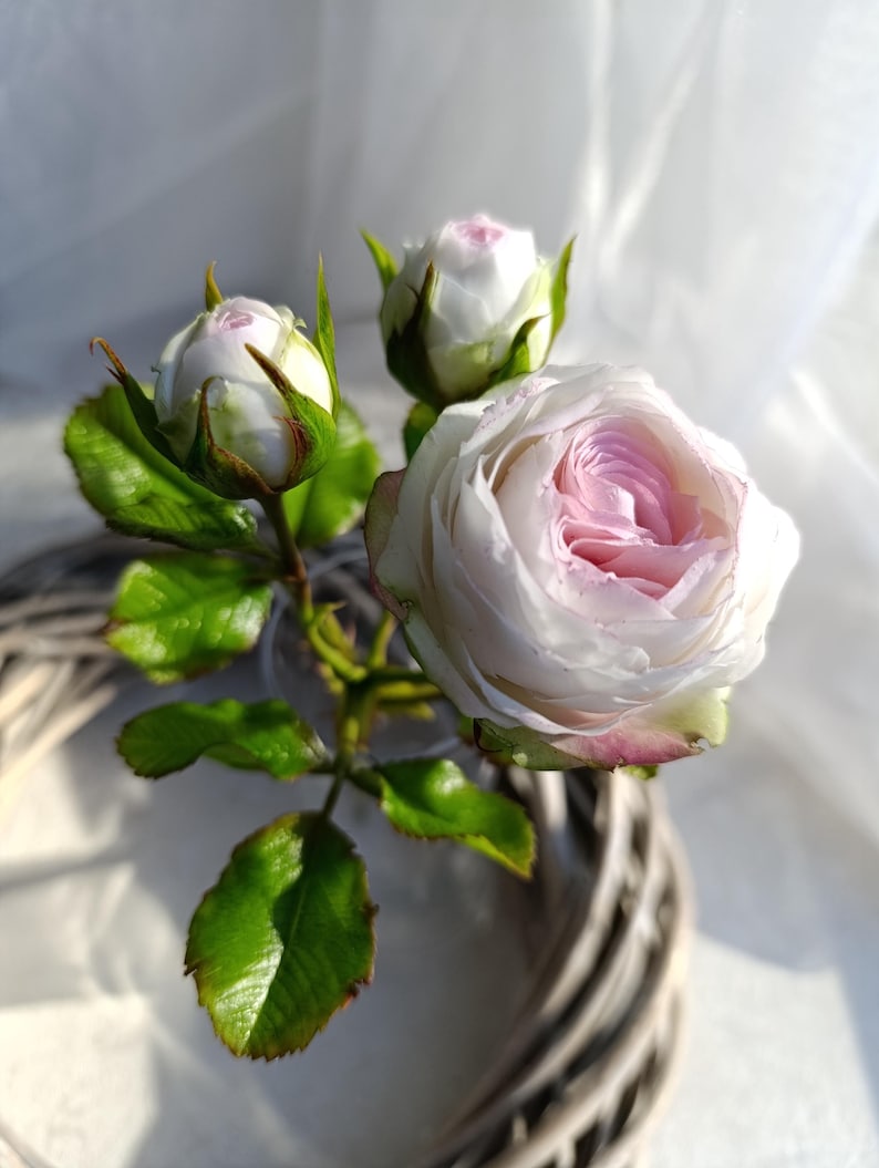 Rose blanche réaliste en pâte polymère, branche de rosier artificiel anglais, tige longue 29 cm