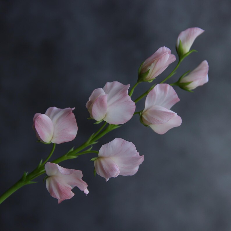 Tige de fleur de pois de senteur en porcelaine froide, fait main, 29 cm